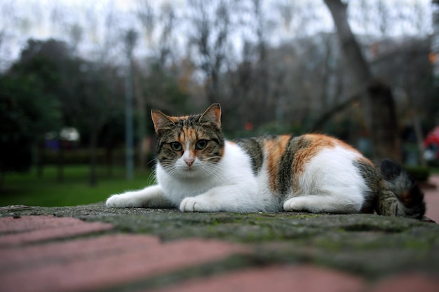 Niedliche bunte Katze sitzt vor einem verschwommenen Hintergrund in einem öffentlichen Park