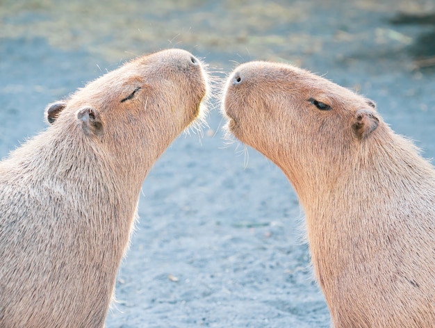 Niedliche Capybara (größte Maus) essen und schläfrige Ruhe im Zoo, Tainan, Taiwan, Nahaufnahme