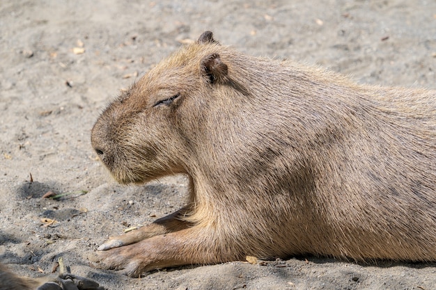 Niedliche Capybara (größte Maus) essen und schläfrige Ruhe im Zoo, Tainan, Taiwan, Nahaufnahme