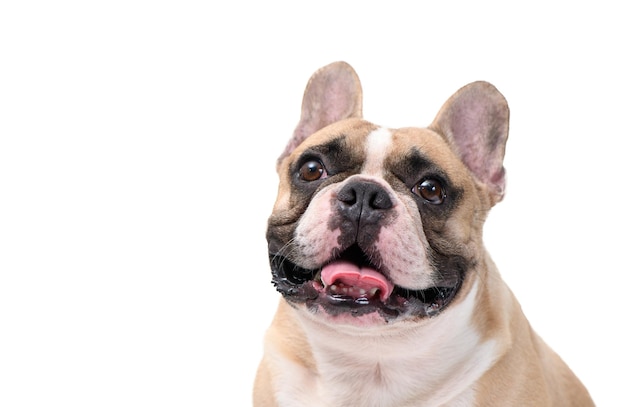 Niedliche französische Bulldogge isoliert auf weißem Hintergrund, Haustier und Tier