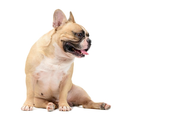 Niedliche französische Bulldogge sitzt auf weißem Hintergrund, Haustier- und Tierkonzept