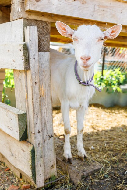 Niedliche Freilandziegen auf einer Bio-Natur-Öko-Tierfarm, die frei im Hof auf Ranch-Hintergrund weidet ...