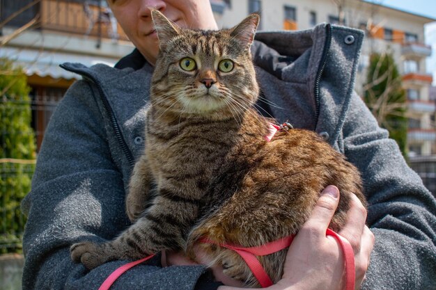 Niedliche graue junge Katze, die draußen an einem sonnigen Frühlingstag eine Katzenleine trägt, in den Armen eines Menschen. Tierpflege, Menschen und Haustiere, Thema Nahaufnahme