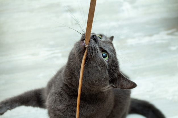 Niedliche graue Katze, die das Spielen des Lederschnurdrahts sehr ausdrucksvolles verärgertes spielerisches beißt