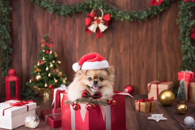 Niedliche Hundewelpen Pommersche tragende Weihnachtsmannmütze in der Geschenkbox