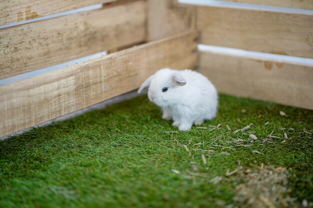 Niedliche kleine Kaninchen