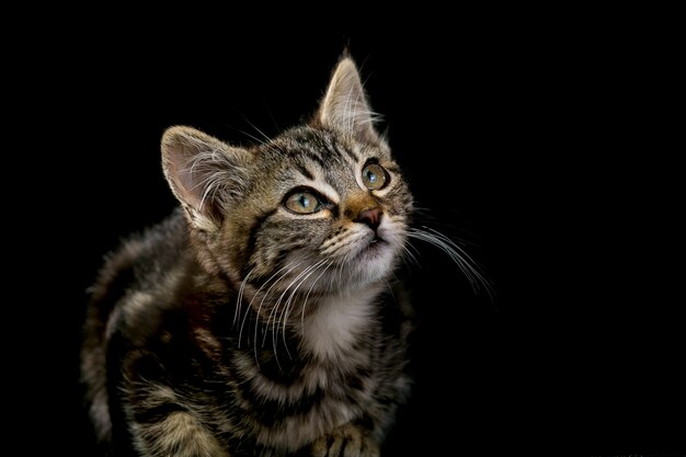 niedliche kleine Miezekatze lokalisiert auf schwarzem Hintergrund