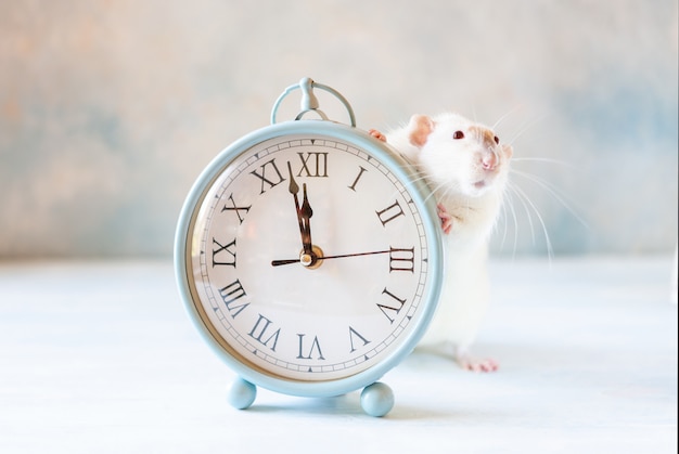 Niedliche kleine weiße Ratte, Maus sitzt in den Vintagen Uhren. Zwei Minuten vor Neujahr der Ratte. Chinesisches Neujahrssymbol