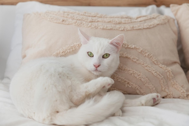 Niedliche Mischlingskatze mit grünen Augen und weißem Fell auf dem Bett mit beigem gewebtem Plaid und Kissen