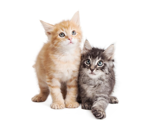 Niedliche orange und schwarze Tabby-Kätzchen zusammen