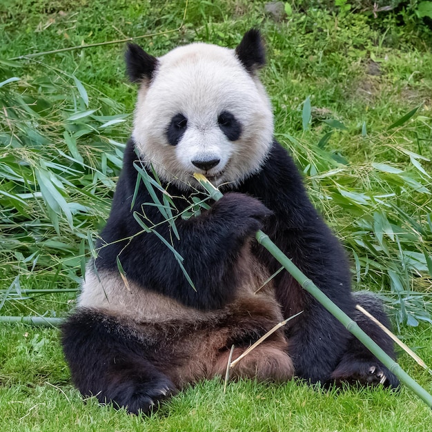 Niedliche Panda-Bilder als Hintergrundbild