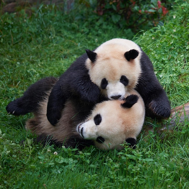 Niedliche Panda-Bilder als Hintergrundbild