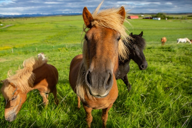 Niedliche Pferde auf einer isländischen Ebene