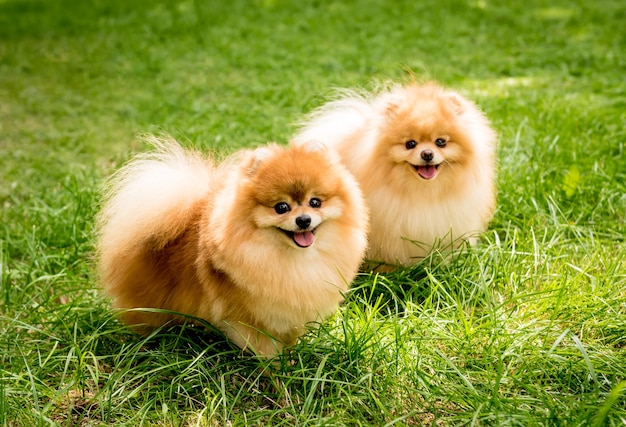 Niedliche pommersche Hunde im Park