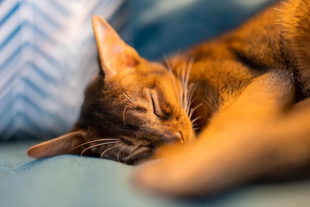 Niedliche reinrassige Abessinierkatze, die auf einer Couch schläft. Verschlafene Katze.