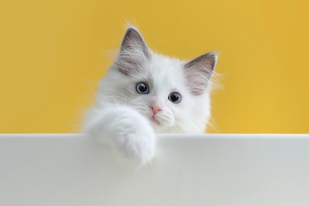 Niedliche Seitenansicht einer frechen kleinen Katzenragdoll, die mit Pfoten auf gelbem Hintergrund spielt