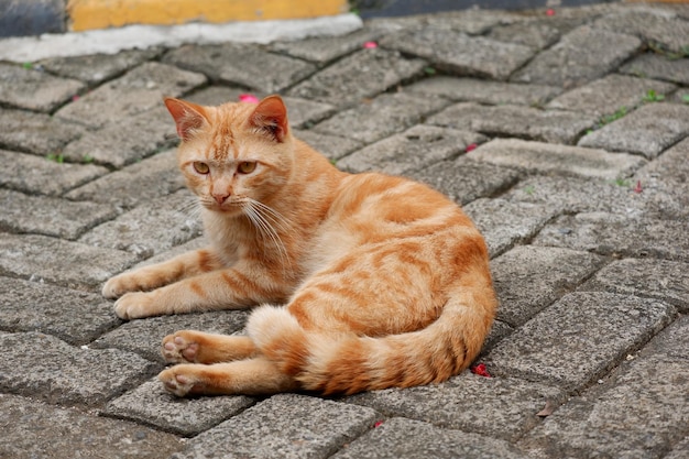 niedliche streunende Katzen oder Straßenkatzen