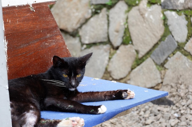 niedliche streunende Katzen oder Straßenkatzen