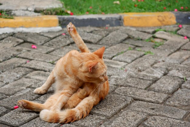 niedliche streunende Katzen oder Straßenkatzen