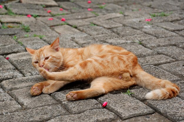 niedliche streunende Katzen oder Straßenkatzen