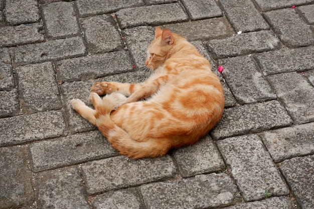 niedliche streunende Katzen oder Straßenkatzen