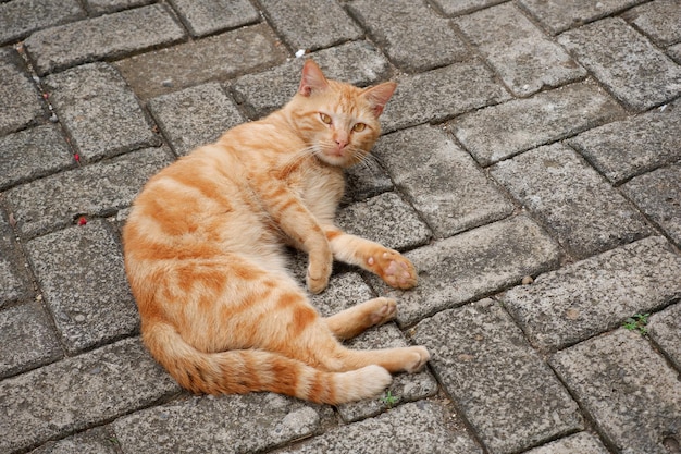 niedliche streunende Katzen oder Straßenkatzen