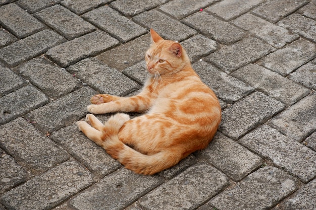 niedliche streunende Katzen oder Straßenkatzen