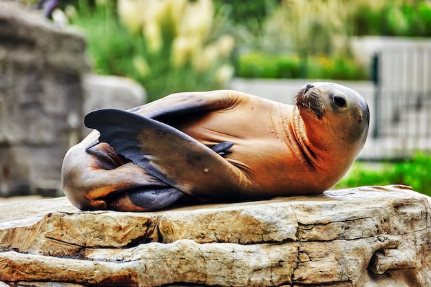 Niedliche verspielte kalifornische Seelöwen (Zalophus Californianus) auf Felsenhintergrund.