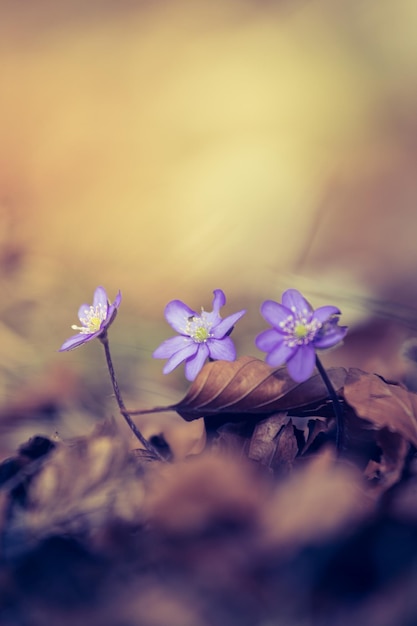 Niedliche violette Blumen im Waldfrühling Leberblümchen