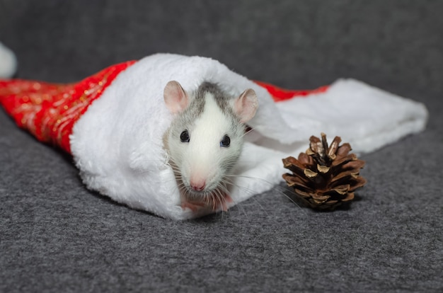 Niedliche weiße Ratte in einem Dekor des neuen Jahres.