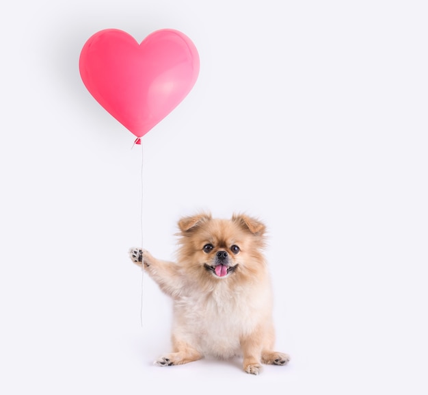 Niedliche Welpen Pommerschen Mischling Pekinger Hund, der einen herzförmigen Ballon lokalisiert auf weißem Hintergrund für Valentinstag hält.