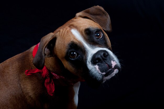 niedlicher Boxerhund auf Schwarzem