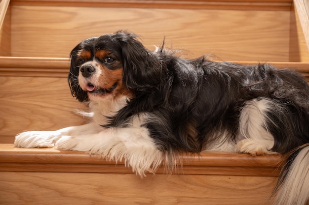 Niedlicher Cavalier King Charles Spaniel beim Dogposen auf der Treppe