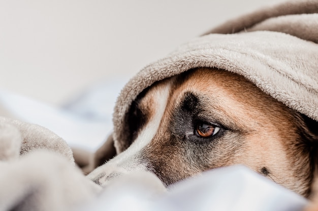 NIEDLICHER HUND AUF DEM BETT, DAS UNTER EINE DECKE LEGT