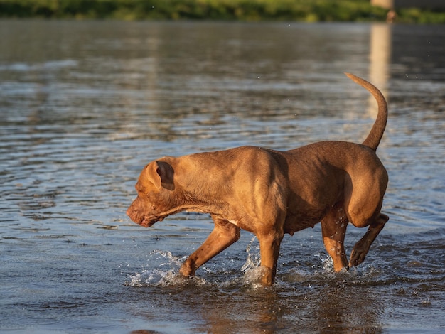 Niedlicher Hund schwimmt an einem klaren, sonnigen Tag im Fluss Nahaufnahme im Freien Tageslicht Konzept der Pflegeerziehung, des Gehorsamstrainings und der Aufzucht von Haustieren
