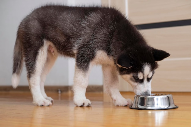 Niedlicher Husky-Welpe, der zu Hause aus einer Schüssel isst