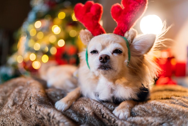 Niedlicher kleiner brauner Chihuahua-Hund trägt Rentier-rotes Kostüm und Pullover Winterstoff sitzen entspannen lässig lächelnd Glück fröhlich auf der Couch mit chritsmas Baum hellem Bokeh-Hintergrund