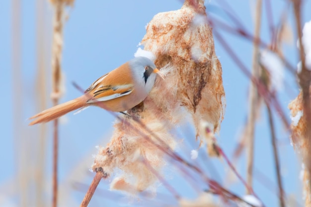 Niedlicher kleiner Vogel, Bartmeise, männliche bärtige Reedling (Panurus Biarmicus)