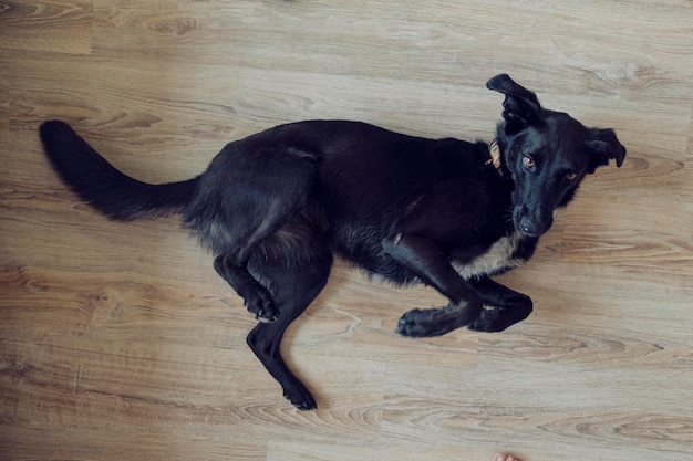 Niedlicher schwarzer Hund auf dem Boden. Hochwertiges Foto