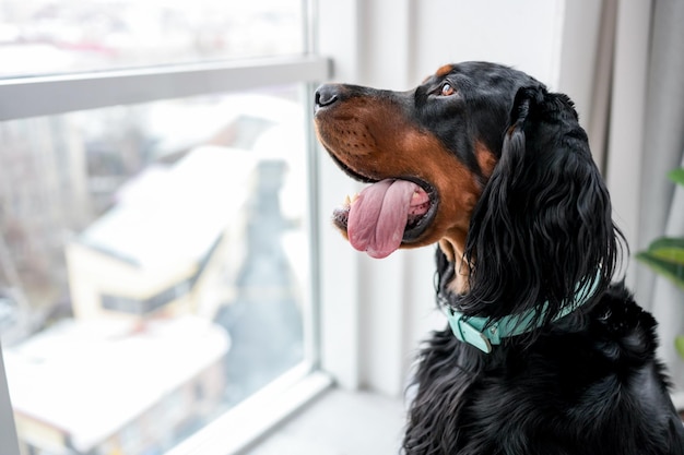 Niedlicher Setter-Hund im hellen Zimmer zu Hause, Blick auf das Fenster, Nahaufnahme eines Hundehaustiers mit offenem Mund