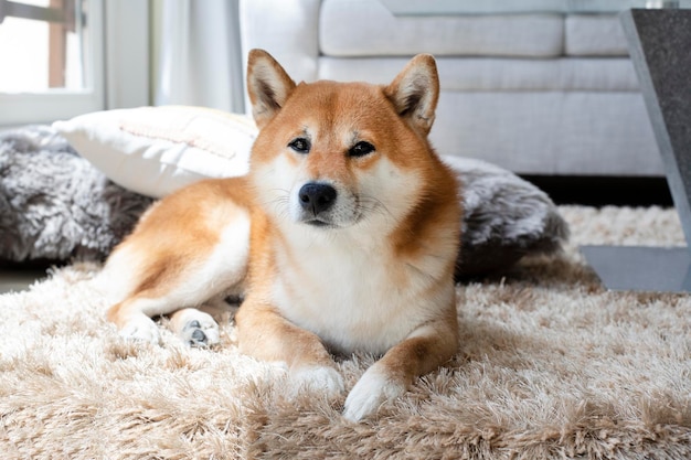 Foto niedlicher welpe japanischer rasse schläft einsam