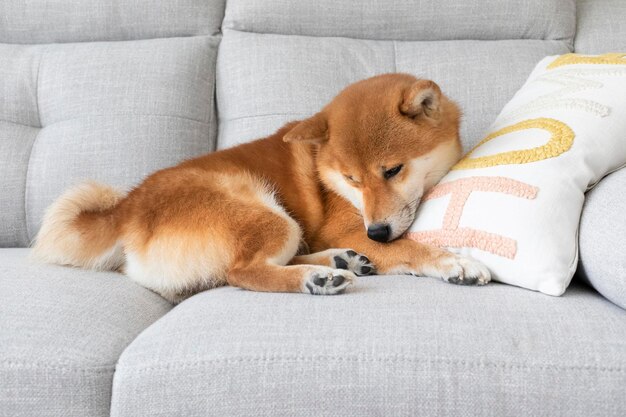 Foto niedlicher welpe japanischer rasse schläft einsam