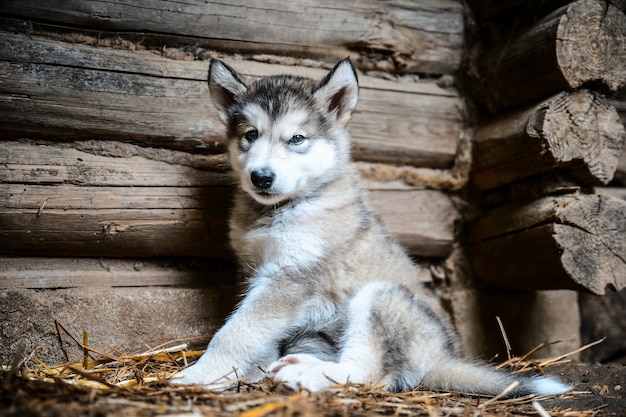 Niedlicher Welpe Malamute des niedlichen Welpen laufen auf Grasgarten