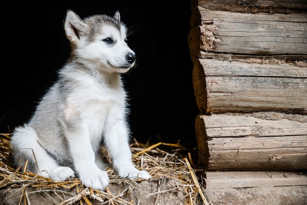 Niedlicher Welpe Malamute des niedlichen Welpen laufen auf Grasgarten