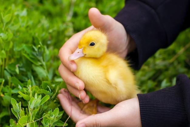 Niedliches, flauschiges gelbes Entlein, das im Gras sitzt. Neugeborene kleine gelbe Entenküken auf dem Bauernhof