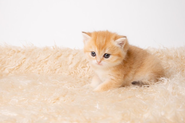 Niedliches, flauschiges Kätzchen auf einer Pelzdecke isoliert auf weißem Hintergrund