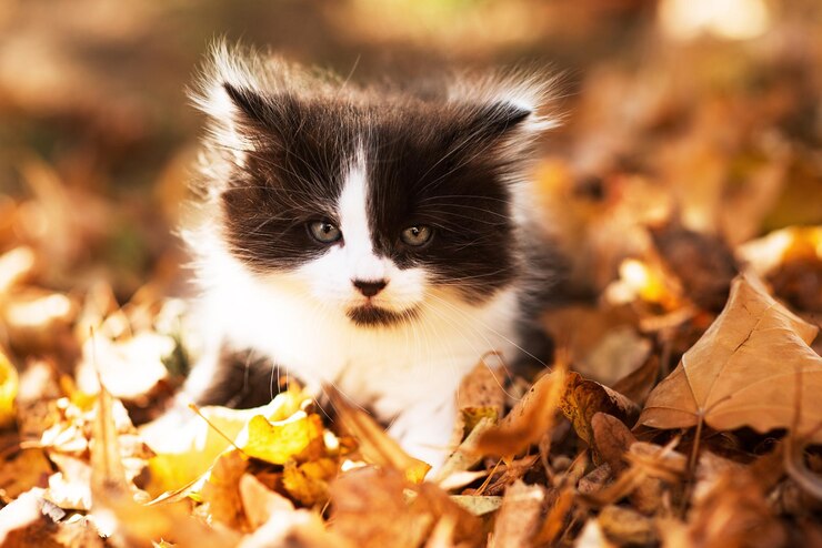 Foto niedliches, flauschiges kätzchen zwischen gelben blättern im herbst