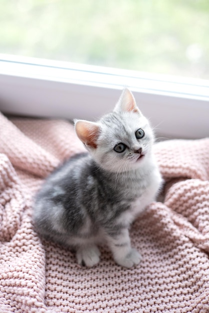 Niedliches grau-weißes Kätzchen auf einer leichten Strickdecke Pets Comfort