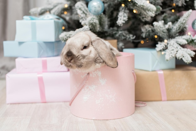 Niedliches graues Kaninchen mit Lopear klettert aus einer runden rosa Schachtel unter dem Weihnachtsbaum