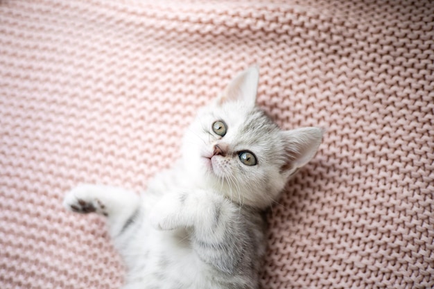 Niedliches graues und weißes Kätzchen auf einer leichten Strickdecke Pets Comfort britische Rassekatze